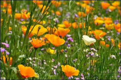 Propriétaire d'un manoir, d'une terre en Écosse :