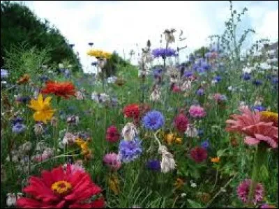 Chien de berger à poil demi-long frisé utilisé dans le midi de la France pour la garde des troupeaux :