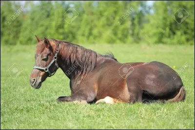 Où dort le cheval ?