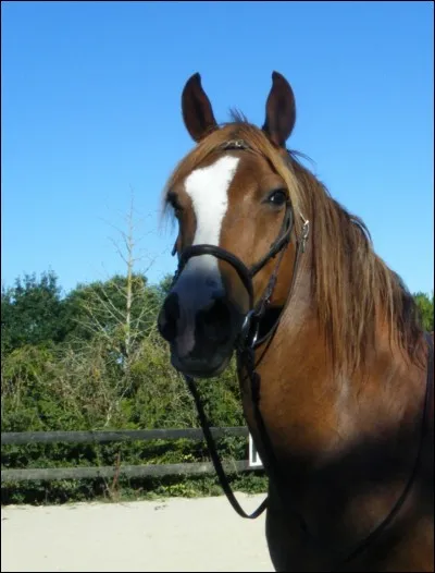Quel est le nom donné à la marque verticale sur le chanfrein de ce cheval ?