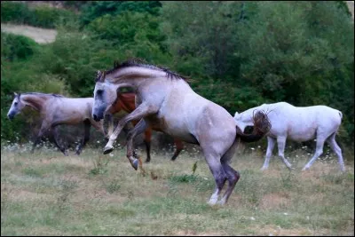 Quel nom donne-t-on à un cheval castré ?