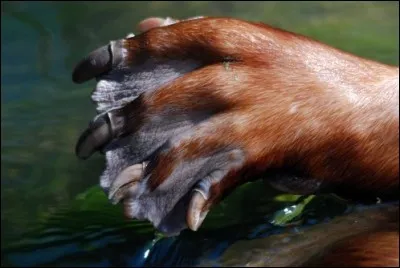 La légende veut que je sois issu d'un croisement entre une loutre et un terre-neuve :