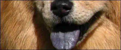 Si je vous tire la langue, elle est bleue :