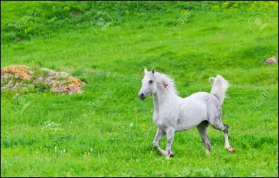 Dans ton pré, quel compagnon voudrais-tu ?