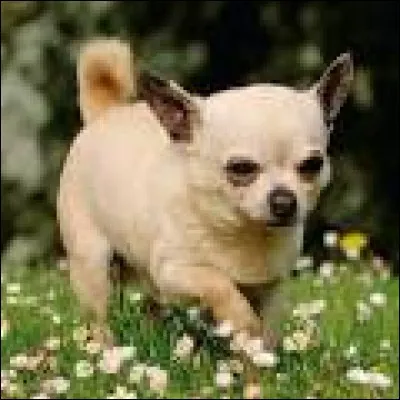 Quelle est la race de ce chien ?