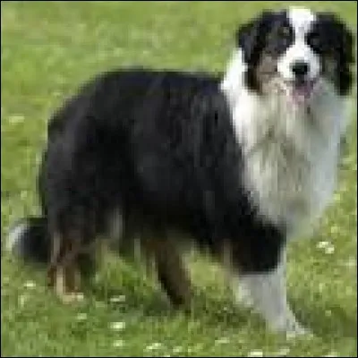 Quelle est la race de ce chien ?