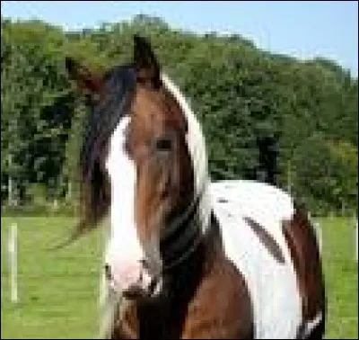 Quelle est la robe de ce cheval ?