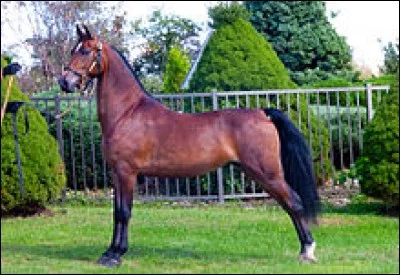 Quelle est la race de ce cheval ?