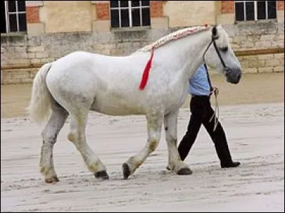 Quelle est la race de ce cheval ?