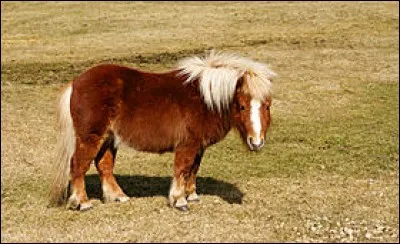 Quelle est la race de ce cheval ?