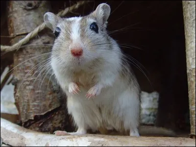 Les gerbilles sont sociables.