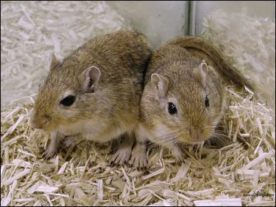 Combien la gerbille peut elle avoir des petits par portée ?