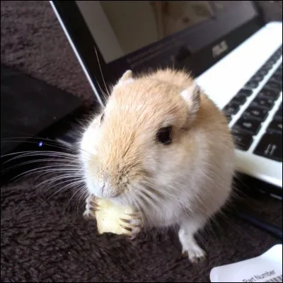 En général la gerbille préfère :