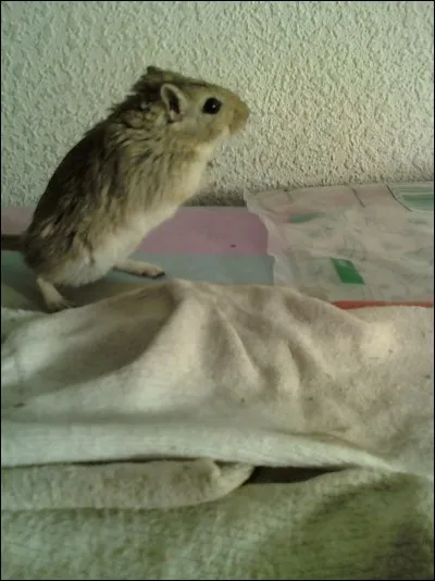 Une gerbille peut-elle manger des gâteaux (biscuits) ?