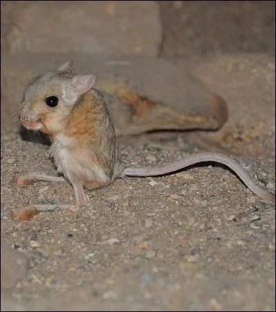 Les gerbilles viennent :