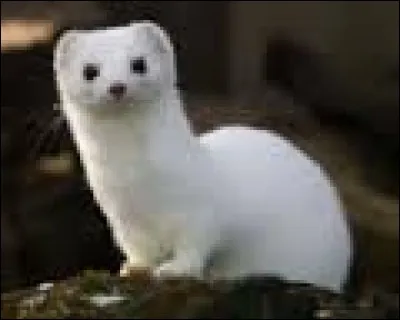 Il y a 5 précurseurs.