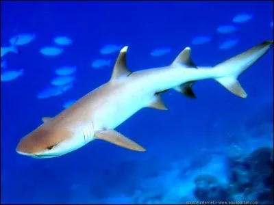 Quel est cet animal ?