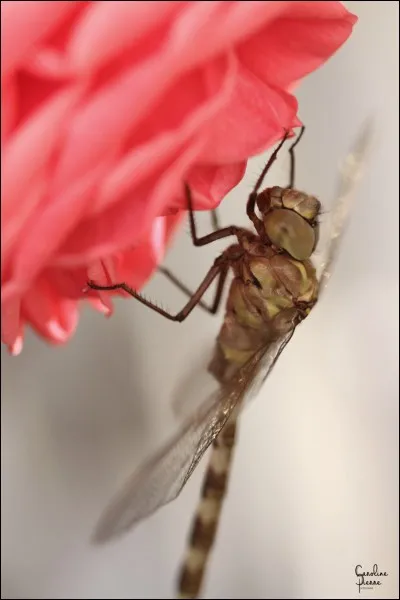 Quel est cet animal ?