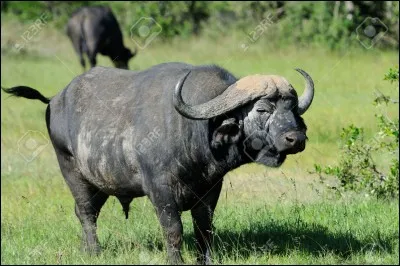 Quel est cet animal ?