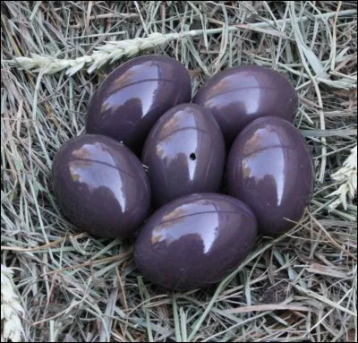 Où les perroquets pondent-ils leurs ufs ?