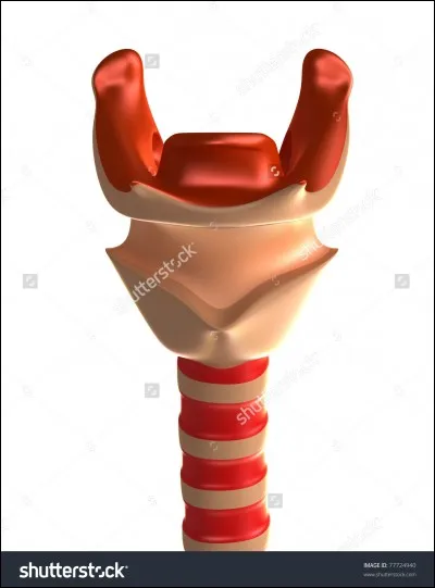 Quel organe les perroquets utilisent-ils pour parler ?