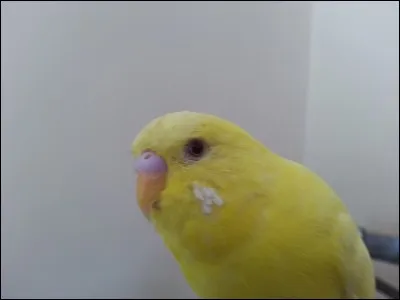 Chez les Kakarikis, quelle mutation correspond à un plumage jaune ?