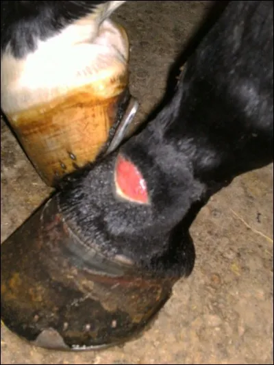 Si un cheval se blesse et que je ne suis pas qualifié pour le soigner que faut-il faire ?