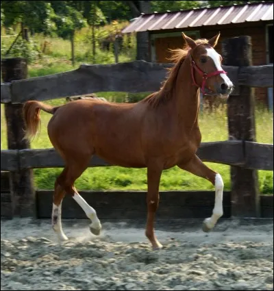 Comment s'appellent les taches blanches en bas des membres de certains chevaux ?