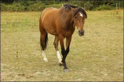 Si un cheval met les oreilles en arrière ...
