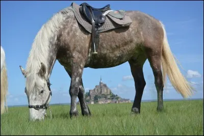 À cheval dans les descentes, il faut se pencher ...