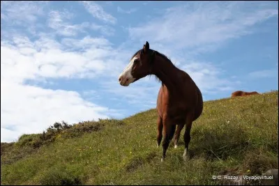 À cheval dans les montées, il faut se pencher ...