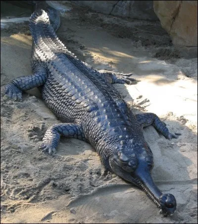 Quel est ce reptile ?