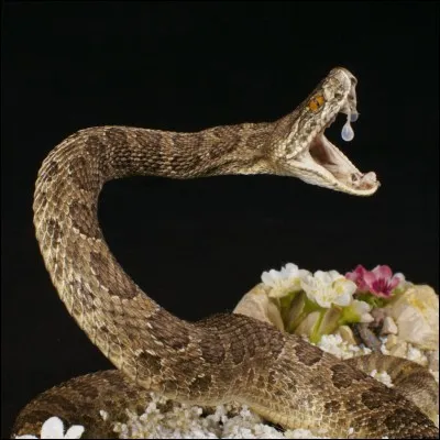 Quel est ce reptile ?