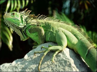 Quel est ce reptile ?