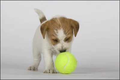 Les Simpson ont-ils un animal de compagnie ?