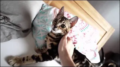 Comment s'appelle son deuxième chat ?