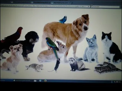 Quel est ton animal préféré ?