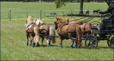 Quelle est cette discipline ?