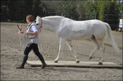 Quelle est cette discipline ?