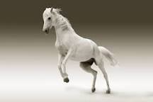 Quiz Animaux