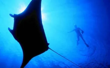 Quiz Animaux