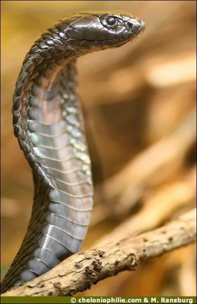 Comment s'appelle ce serpent ?