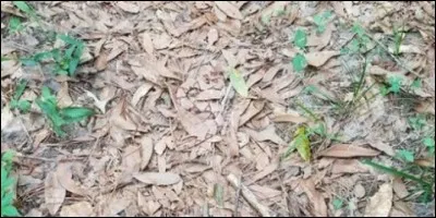 Où est le reptile ?