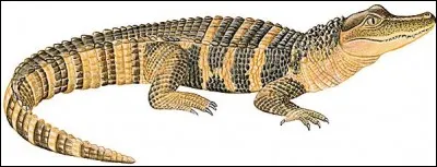 Est-ce un alligator ou un caïman ?