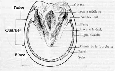 Qu'est-ce qu'il ne faut pas toucher dans le sabot ?
