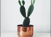 Quiz Les cactus : vrai ou faux ?