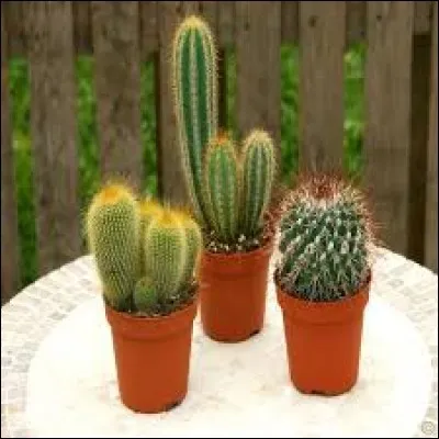Les cactus contiennent beaucoup d'eau.