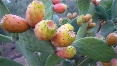 La figue de Barbarie est le fruit d'un cactus.