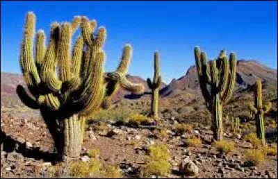 Les cactus poussent généralement dans les forêts tropicales.