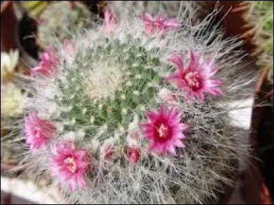 Des fleurs peuvent pousser sur les cactus.
